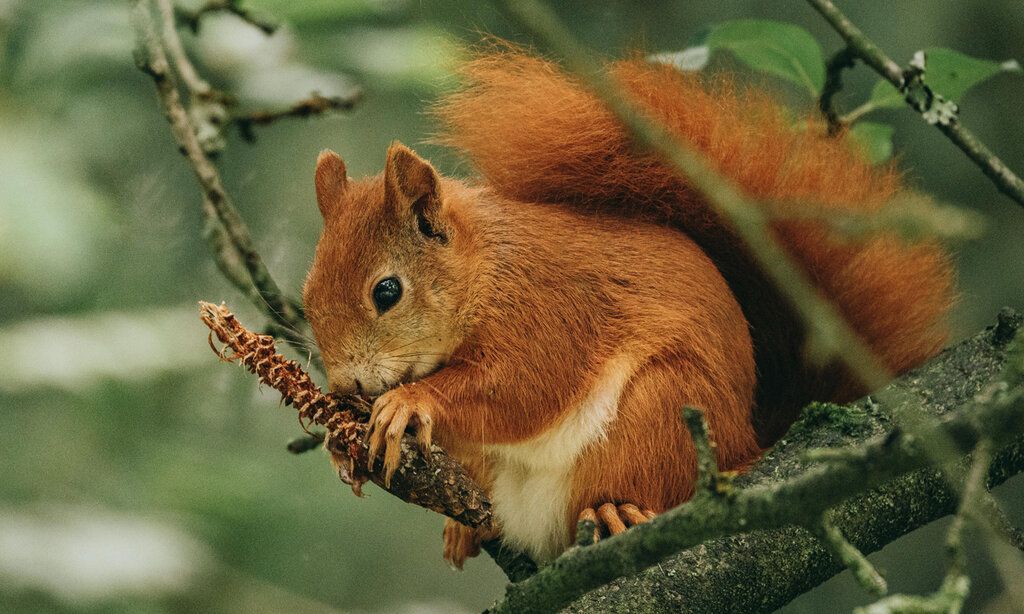 ein Eichhörnchen sitzt auf einem Ast und knabbert an einem Zweig
