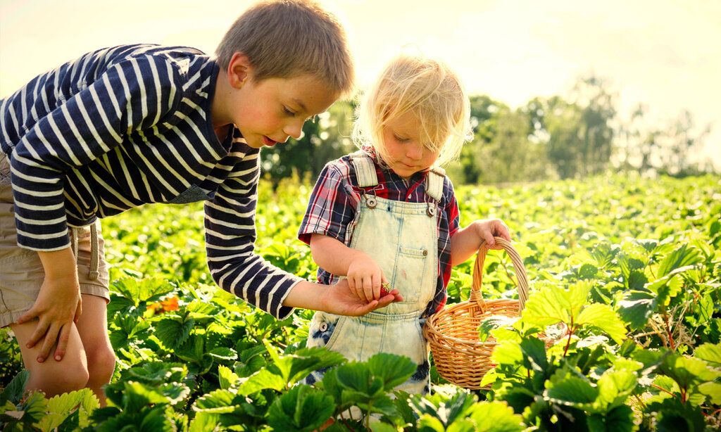 Zwei Kinder ernten auf einem Feld Erdeeren