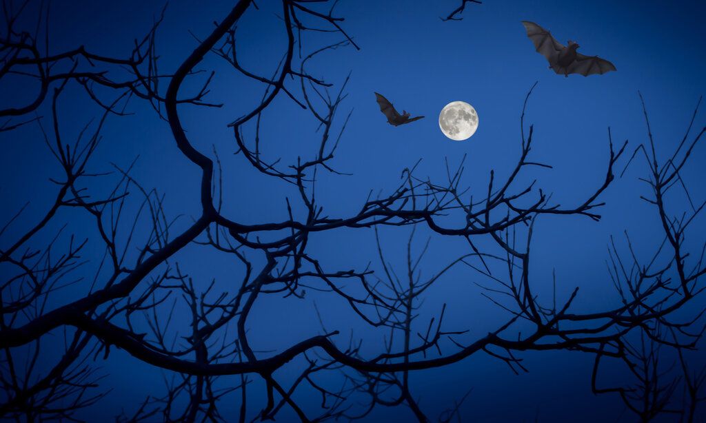 zwei Fledermäuse fliegen nachts über einem Baum, im Hintergrund Vollmond