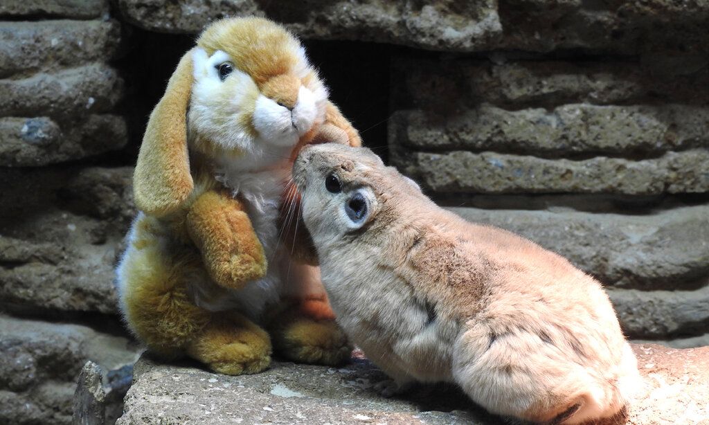 Ein Gundi staunt über den österlichen Besucher in seinem Gehege: In den Ferien lassen sich im Aquazoo einige Oster-Aktionen für Kinder entdecken