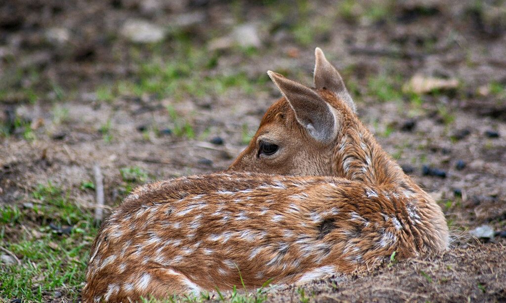 Rehkitz liegt im Wald auf der Erde, dem Betrachter den Rücken zugewandt