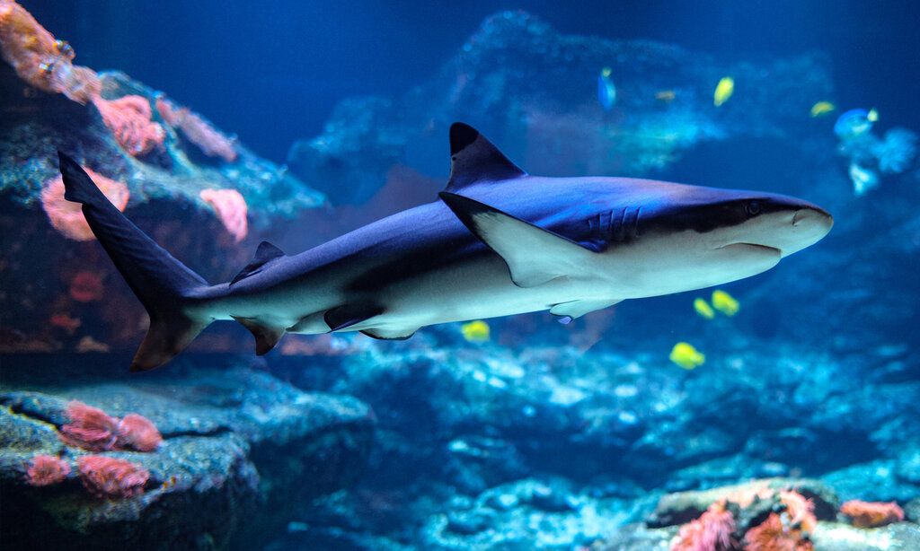 Hai schwimmt Aquazoo an lauen Felsen vorbei