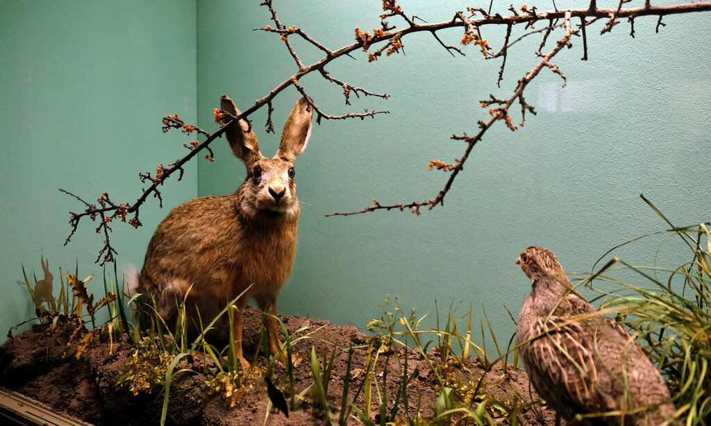 Hase und Rebhuhn im Schaukasten des Naturkundemuseums Schloss Benrath