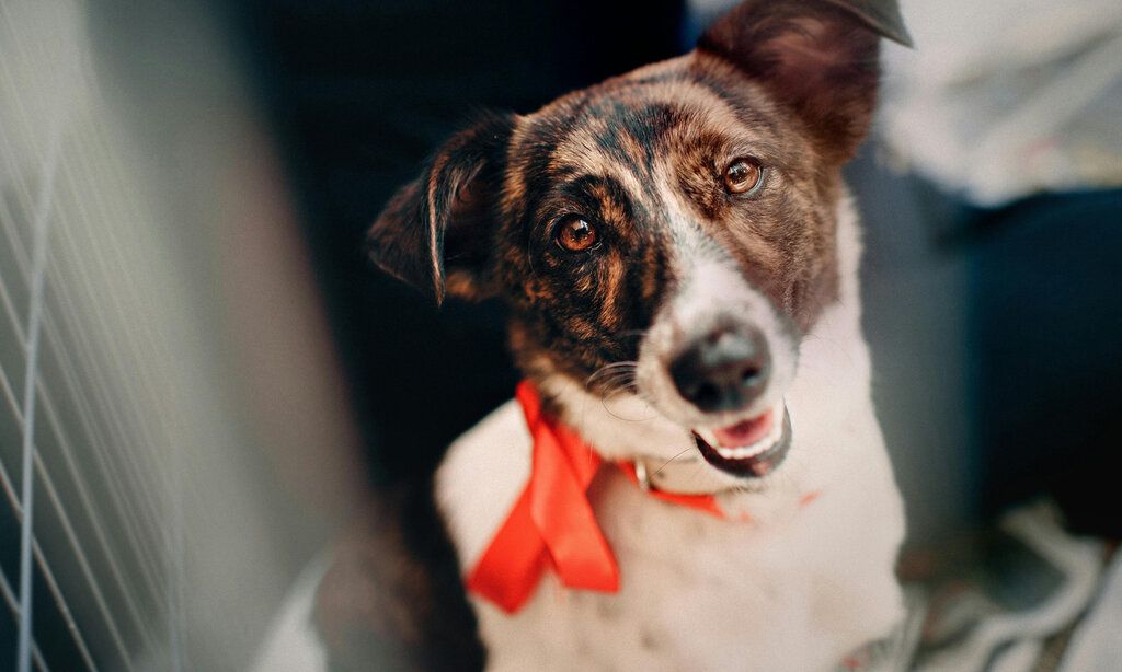 Hund mit rotem Halsband guckt in die Kamera, an der Seite Käfiggitter