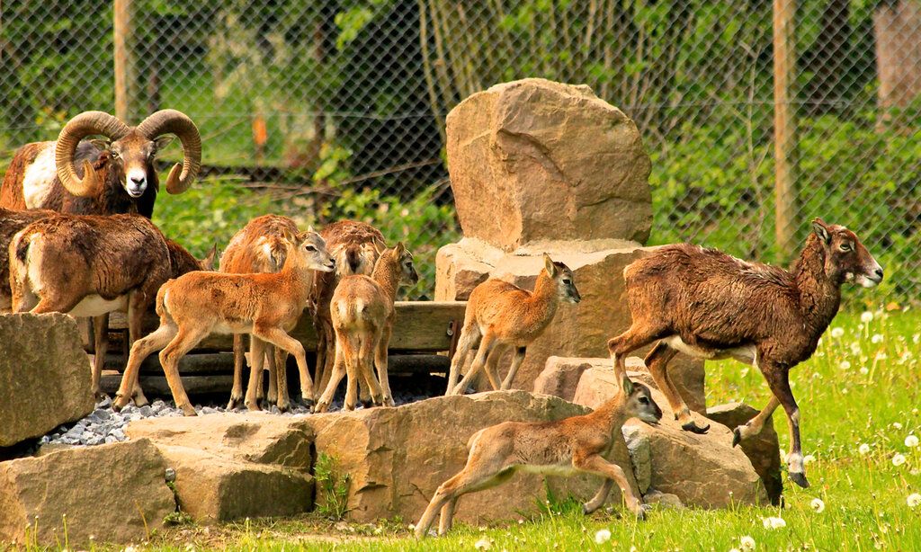 Junge Wildtiere im Gehege auf kleinen Felsen