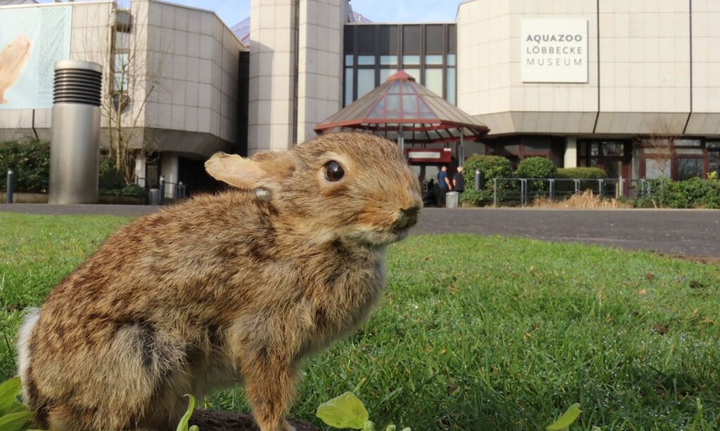 Kaninchen vor Aquazoo