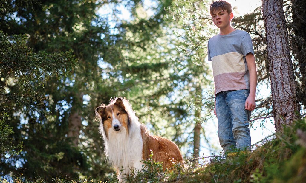 Hündin Lassie und ein Junge stehen im Wald an einem Abgrund und gucken runter