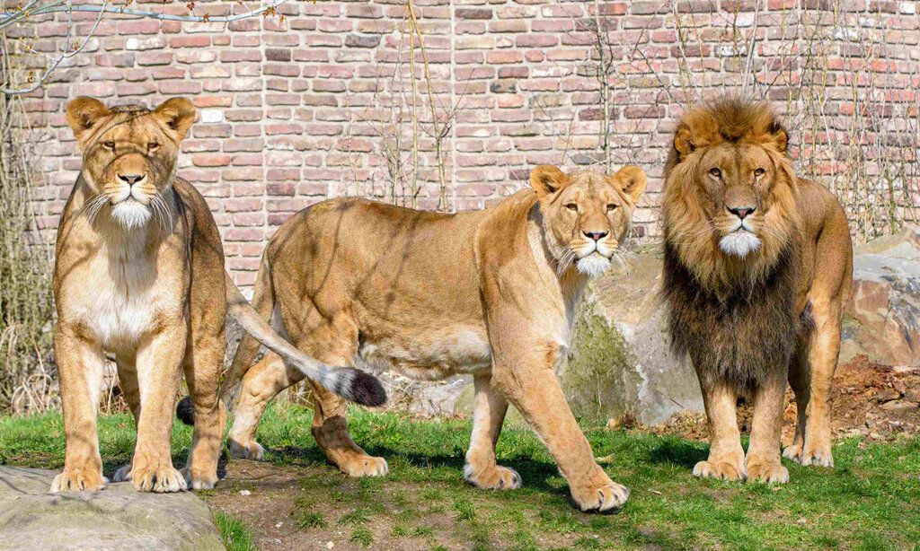 Drei Löwen im Duisburger Zoo
