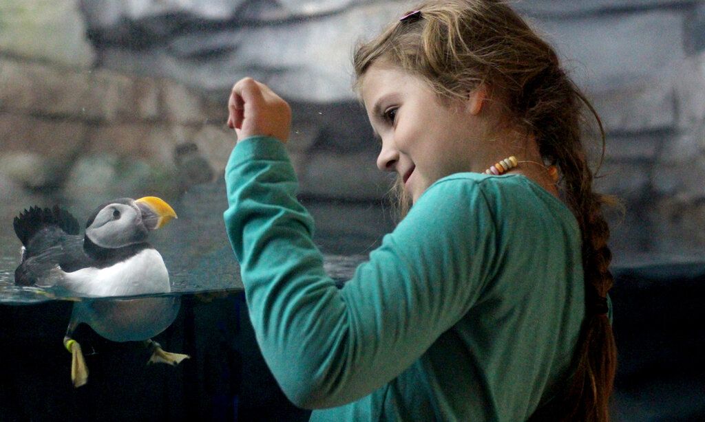 Mädchen betrachtet einen Papageitaucher im Aquazoo