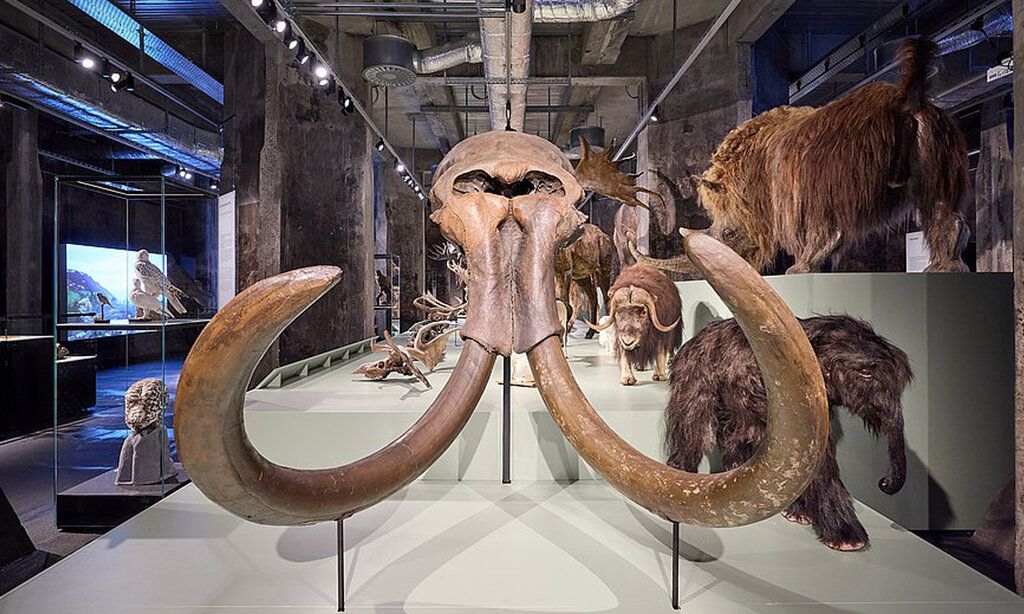 Mammut Schädelknochen im Ruhr Museum