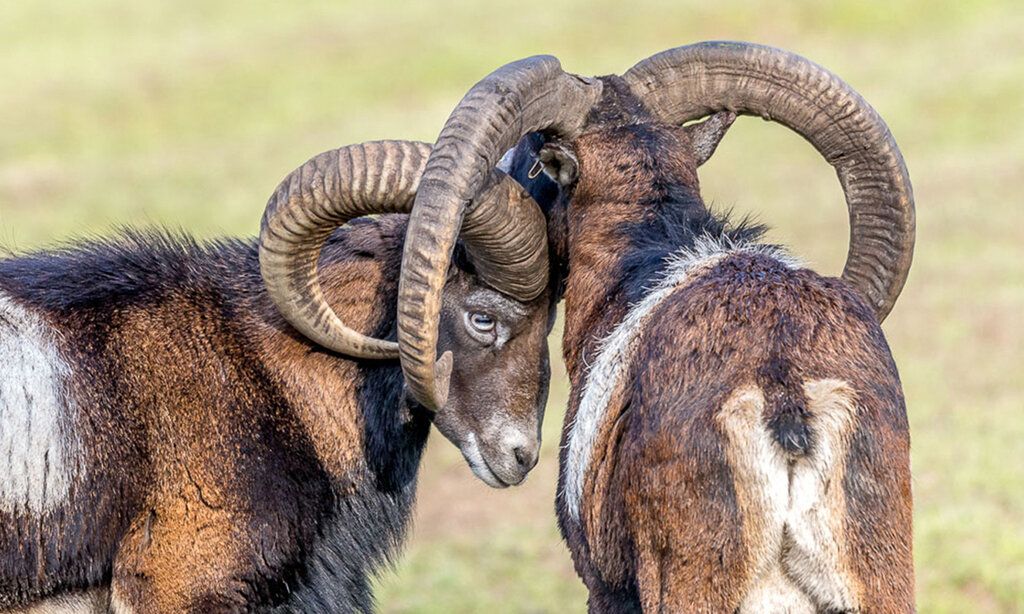 Zwei Mufflons im Wildpark