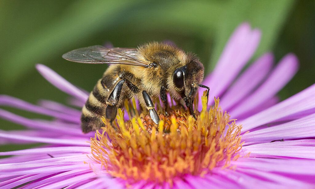 Eine Biene sitzt auf einer Blüte