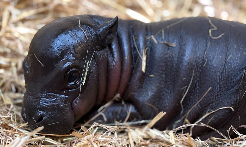 Neugeborenes Zwergflusspferd liegt im Stroh, Duisburger Zoo