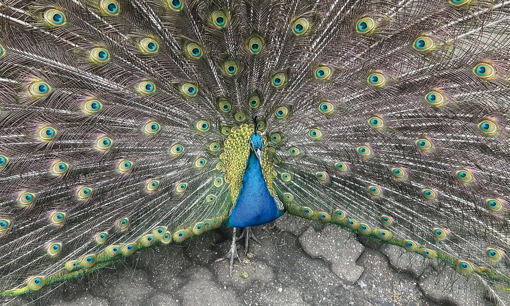 Pfau Märchenzoo Blauer See Ratingen