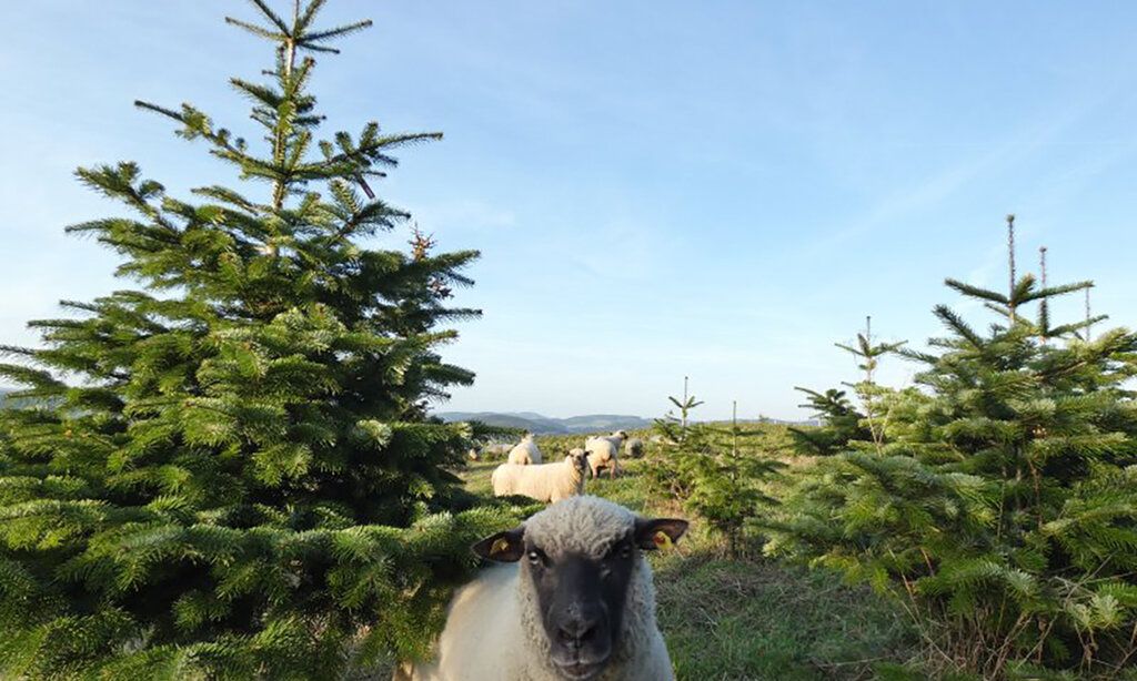 Landschaft mit Tannenbäumen, dazwischen Schafe, eins im Vordergrund, das in die Kamera guckt