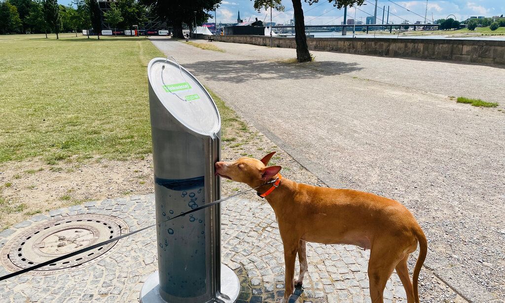 Ein Hund trinkt an einem Trinkwasserbrunnen der Stadtwerke Düsseldorf im Rheinpark