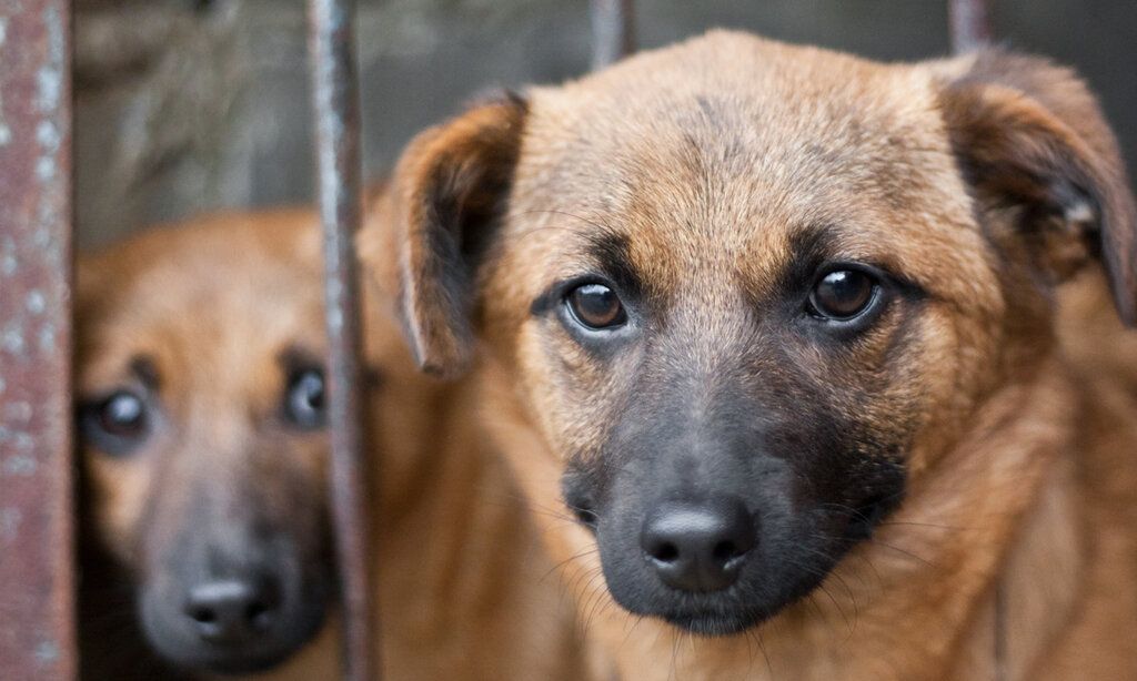 Zwei Hunde im Zwinger, gucken traurig