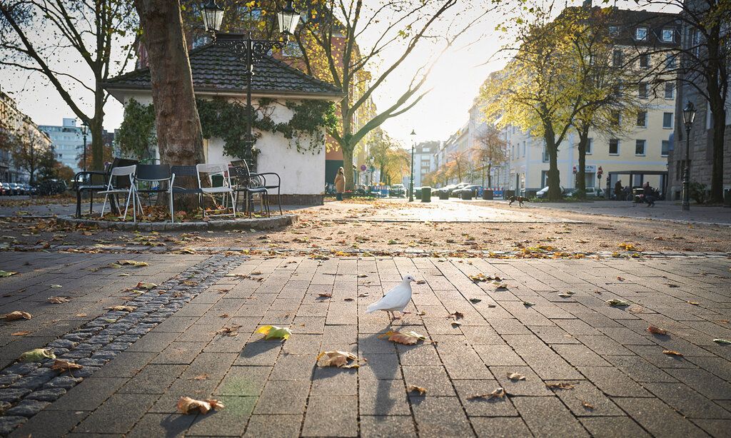 Weiße Taube auf menschenleerem Platz, im Hintergrund Häuser