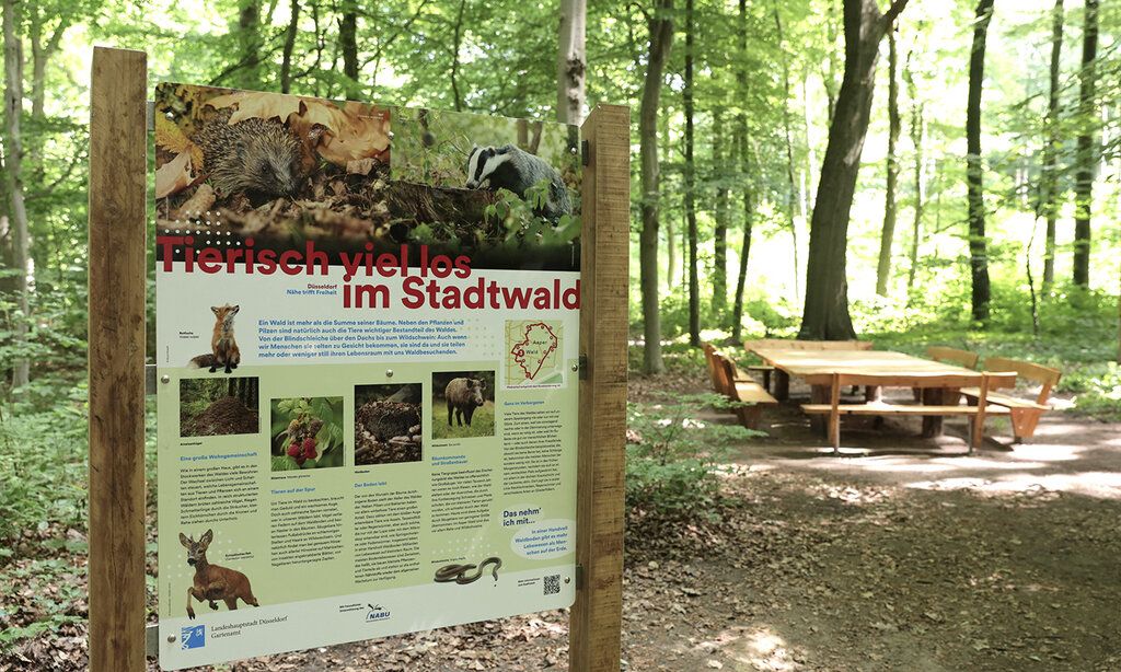 Der Aaper Wald hat nun einen Wald-Klima-Pfad. Der Rundweg führt vorbei an 13 Stationen und vermittelt auf 15 Infotafeln Wissen rund um den Schwerpunkt der Klimaanpassung im Stadtwald.