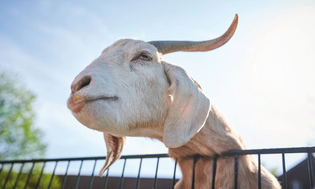 Porträt einer Ziege vor blauem Himmel