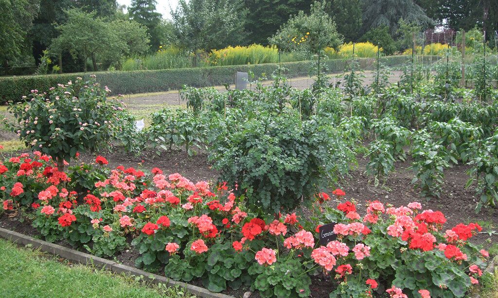 Ein Beet mit Geranien und anderen Pflanzen im Zentralschulgarten Düsseldorf