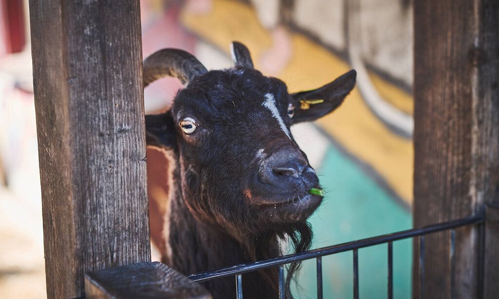 eine Ziege guckt über eine Absperrung, hat etwas Grünes im Maul