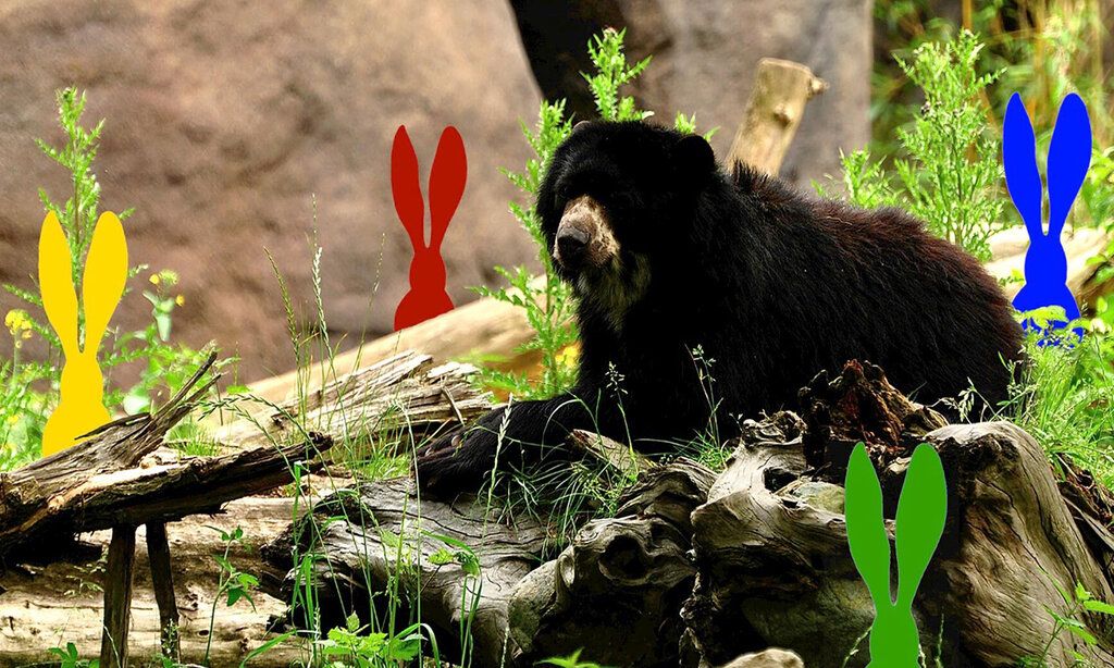 Ein Bär im Außengehege, umgeben von bunten Osterhasen-Silhouetten