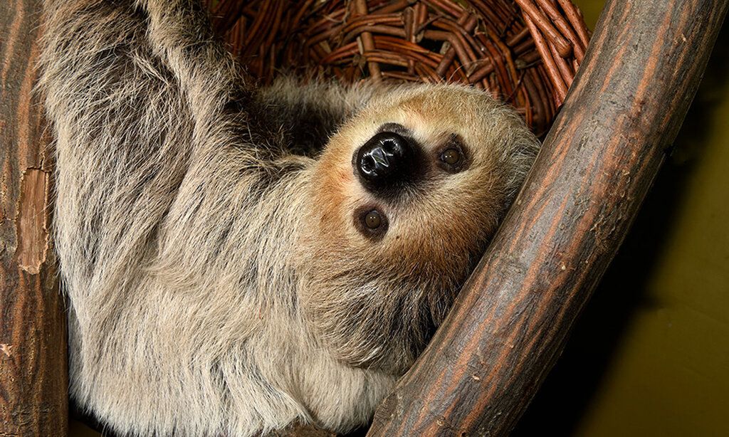 Ein Faultier hängt rum und guckt kopfüber in die Kamera