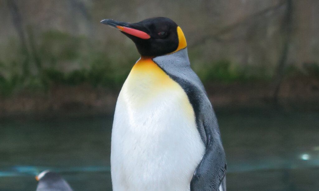 Porträt eines Pinguins, im Hintergrund Felsen und Wasser