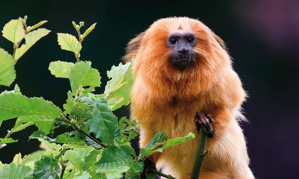 Löwenaffe auf einem Zweig mit Blättern, Hintergrund dunkel