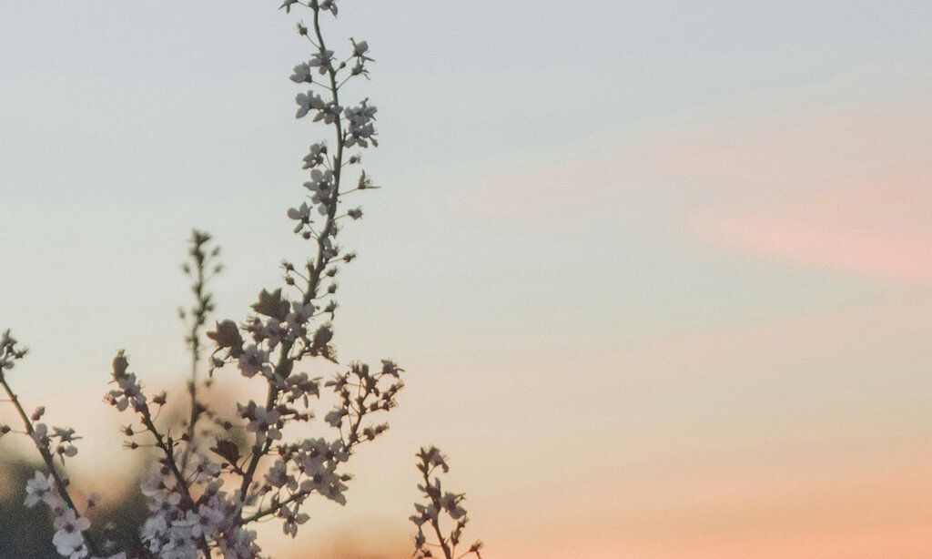 Zweig im Abendrot