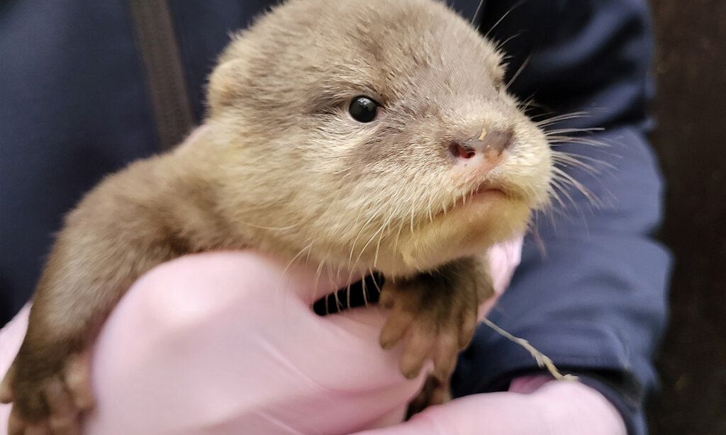 Kleiner Zwergotter auf der Hand eines Tierpflegers mit rosa Gummihandschuhen