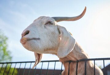 Porträt einer Ziege vor blauem Himmel