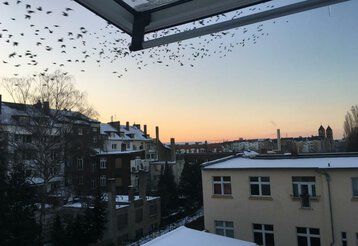 Blick auf Hinterhofhäuse in Düsseldorf an einem Wintermorgen mit einem Schwarm Zugvögel am Himmel.