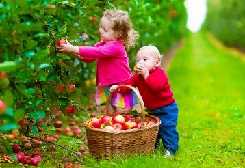 Ein Mädchen steht mit einem kleinen Geschwisterchen in einer Apfelplantage und pflückt Äpfel, vor den Kindern steht ein Korb mit Äpfeln, das kleine Kind beißt in einen Apfel