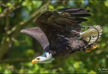 Ein Adler fliegt bei einer Greifvogelschau 