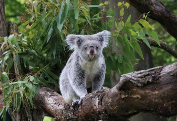 Ein Koala sitzt auf einem Ast auf einem Eukalyptusbaum.
