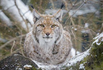Weihnachten im Zoo Duisburg