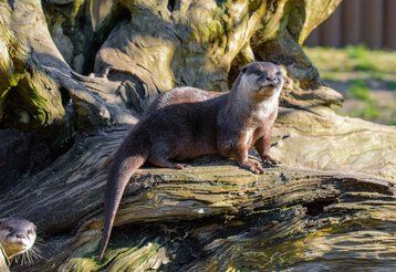 Ein Otter sitzt auf einem Baumstumpf