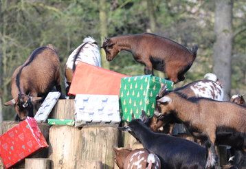 Eine Gruppe Ziegen klettert über Weihnachtsgeschenke