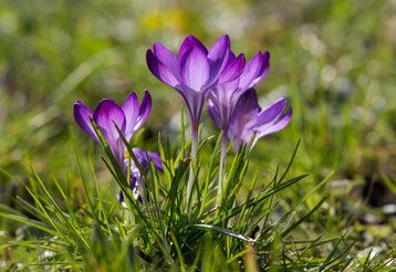 Krokus violett auf einer Wiese