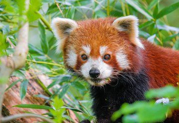 Ein Roter Panda steht zwischen den Ästen von Büschen und Bäumen.