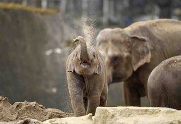 Ein Elefantenjunges im Kölner Zoo wirft mit Sand.