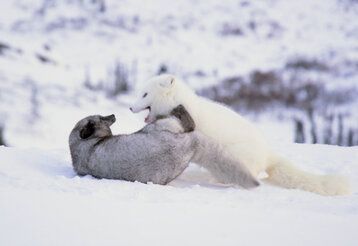 Zwei Polarfüchse raufen im Schnee