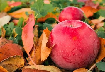 Äpfel im Laub