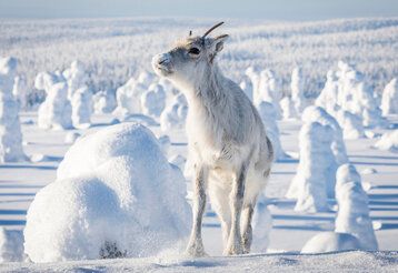 Weißes Rentier in Schneelandschaft