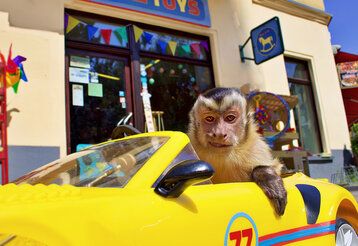 ein Affe sitzt in einem gelben Rennwagen und grinst in die Kamera