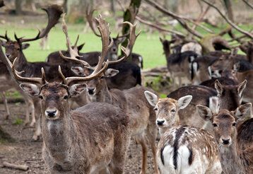 Rehe stehen im Wildpark zusammen