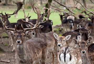 Rehe und Hirsche im Wildpark