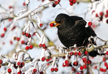 Amsel im winterlichen Beerenstrauch, eine Beere im Schnabel